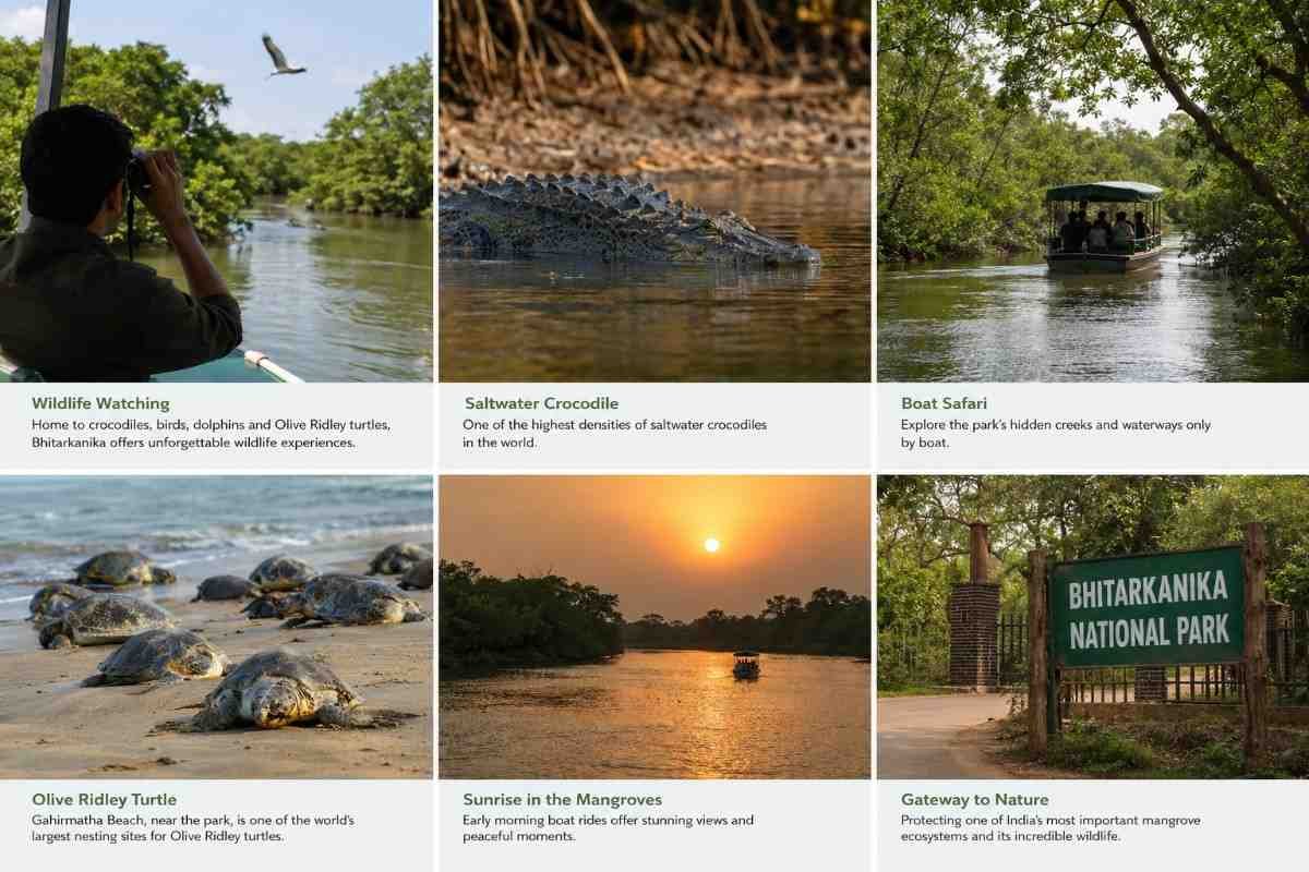 Tourist spots and attractions in Bhitarkanika National Park, Odisha